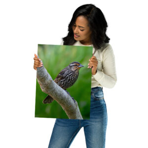 Female Red-Winged Blackbird - Matte photo paper poster