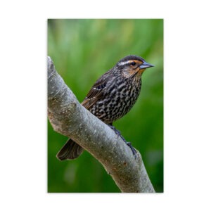 Female Red-Winged Blackbird - Standard Postcard